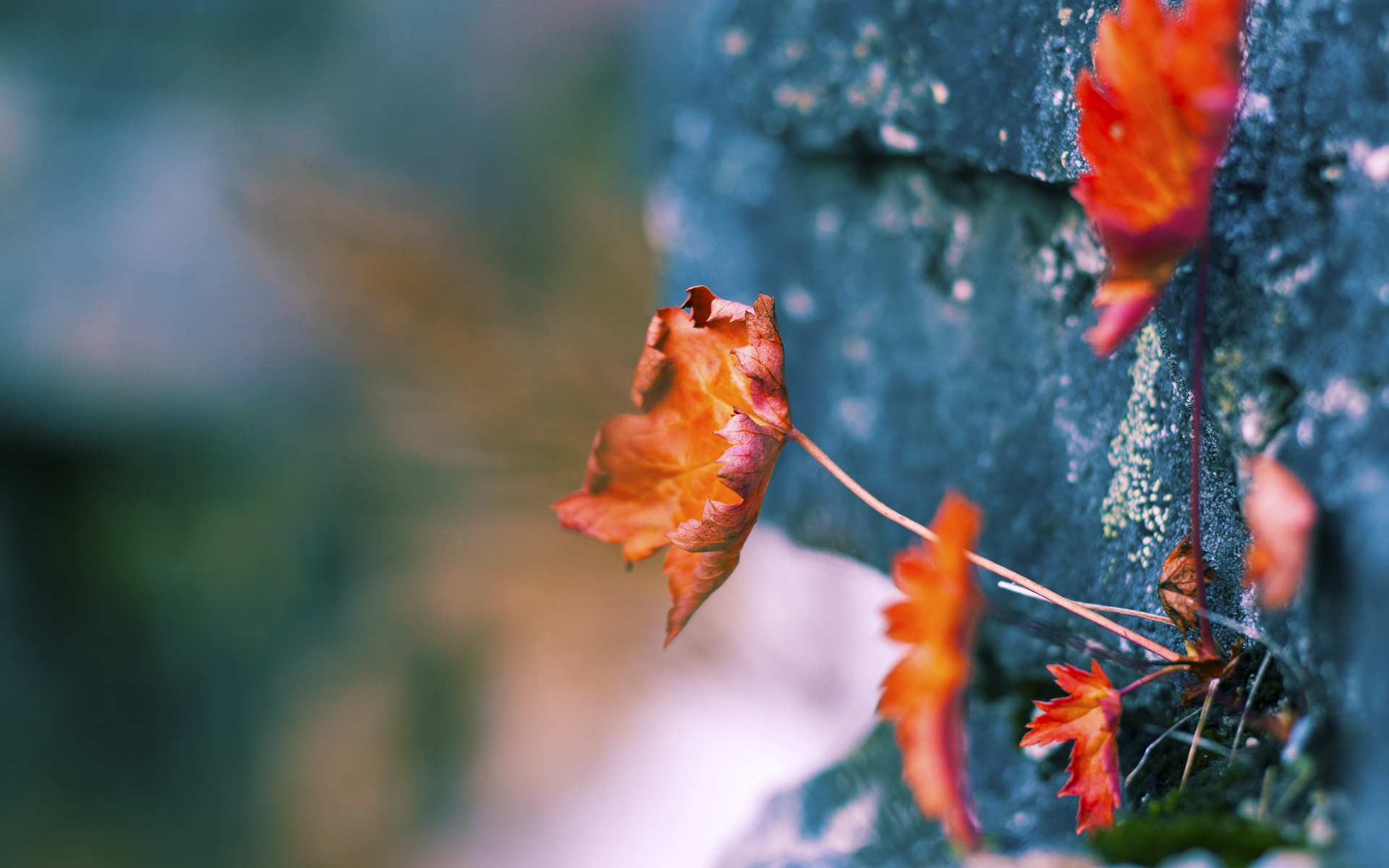 南特惊险击败波尔多，赢得宝贵三分，南特惊险击败波尔多,赢得宝贵三分