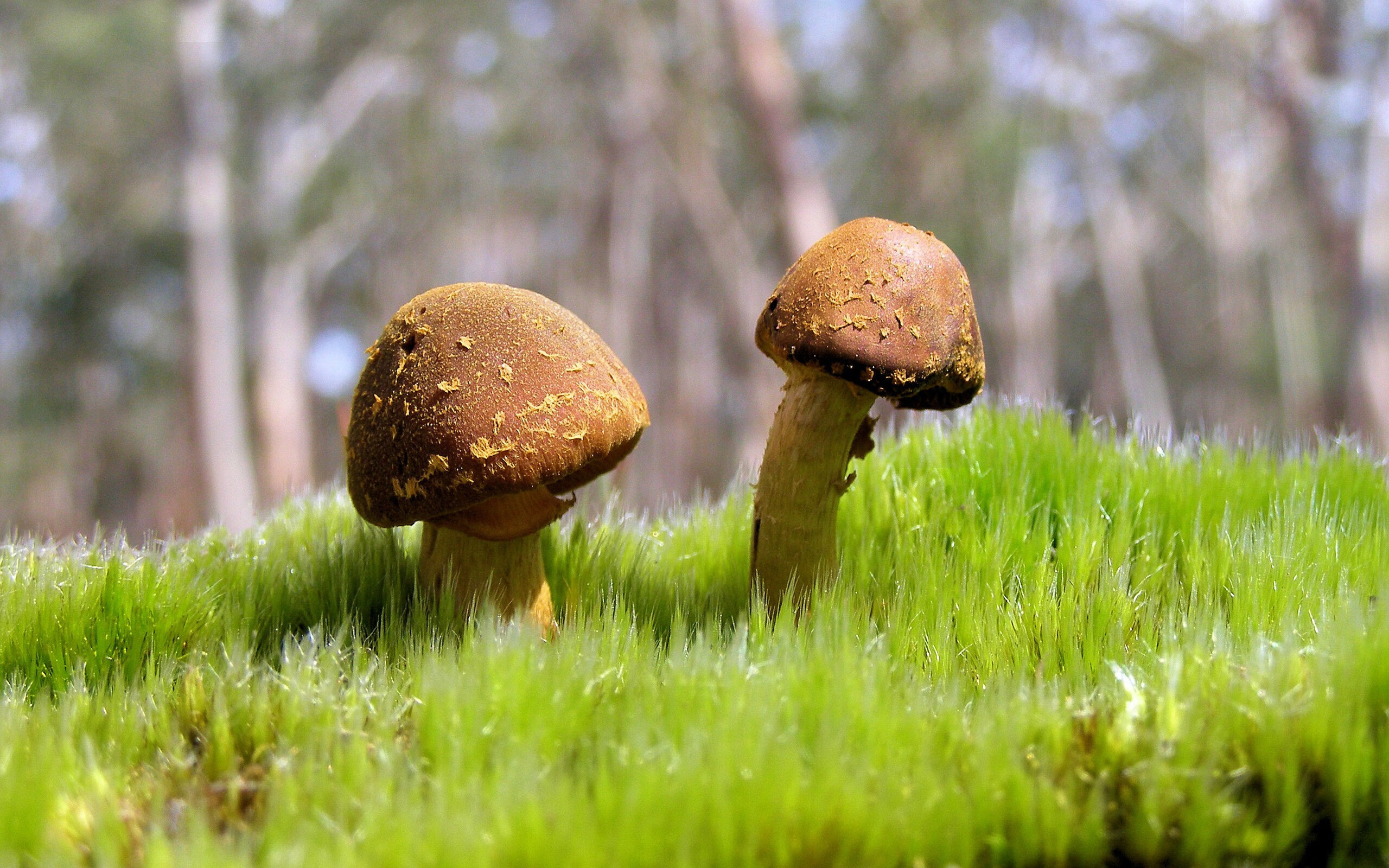 开云体育官方app-柯洁成功卫冕冠军围棋世界赛，围棋高手柯洁最近获得了一个什么冠军