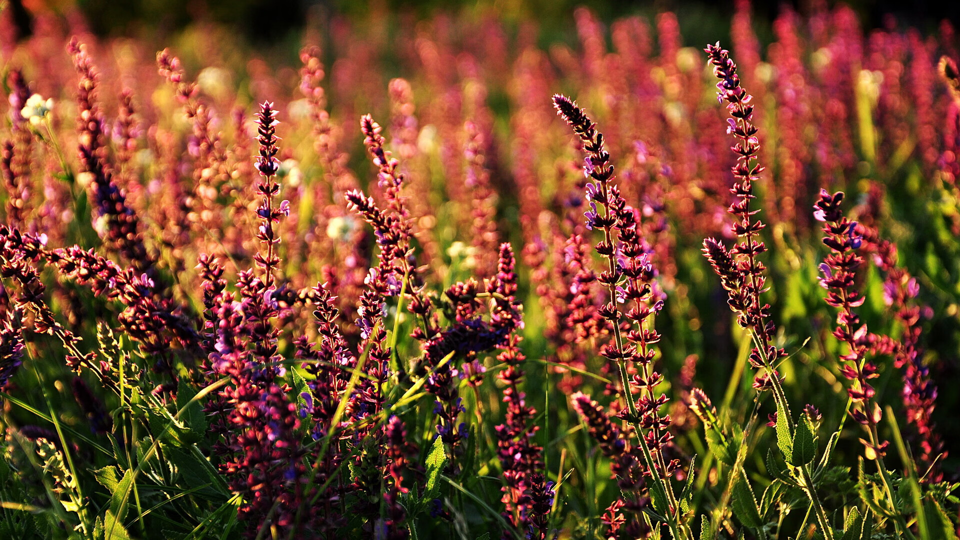 特斯·冯·迪克：凭借精确传球，成为南非队进攻和防守转换的关键人物