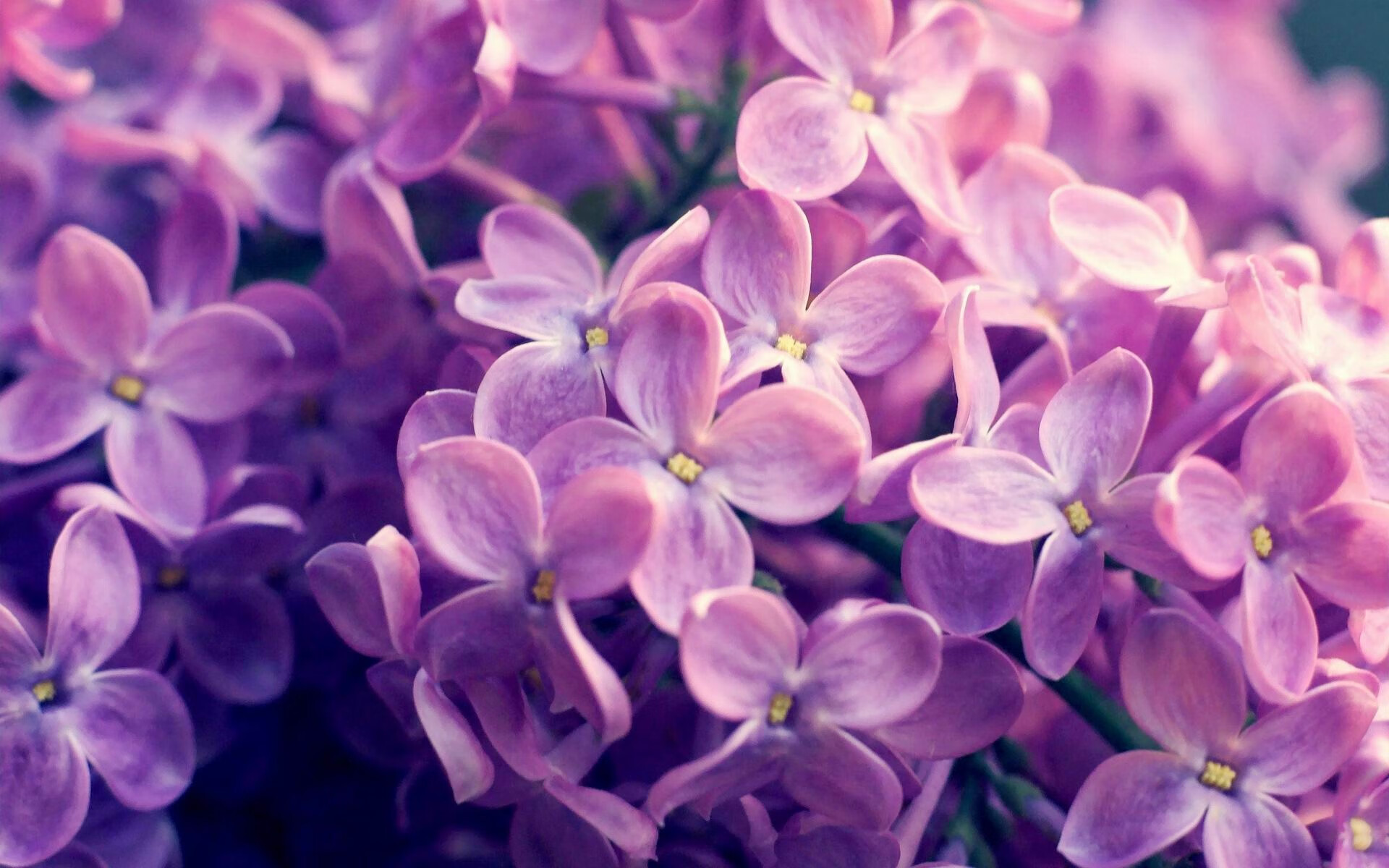 kaiyun xiazai-美洲杯明星齐聚：精彩表现鼓舞全场！，美洲杯著名球星