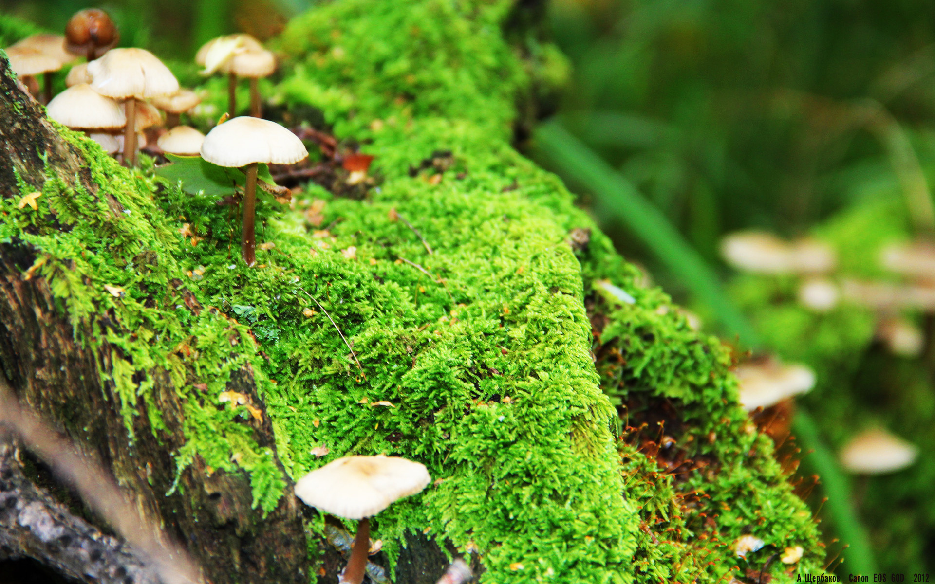 陈艺文稳定发挥晋级决赛，陈艺文没参加三米板奥运